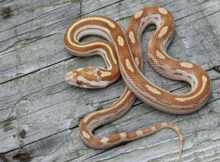 Butter Motley Corn Snake